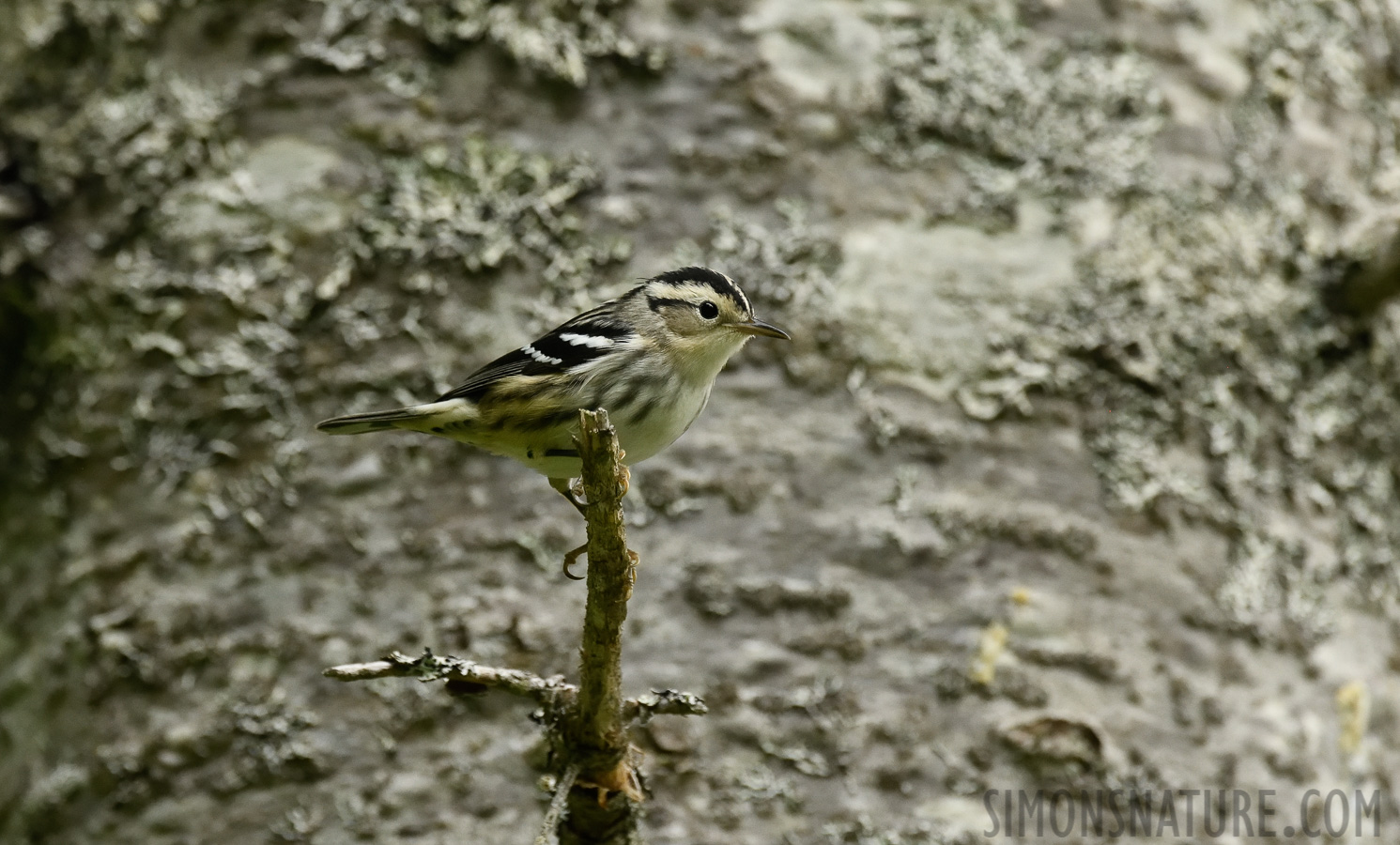 Mniotilta varia [400 mm, 1/800 Sek. bei f / 7.1, ISO 2500]